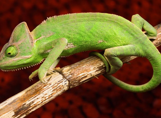 Wallpaper Chameleon, lizard, green, Animals 759341599